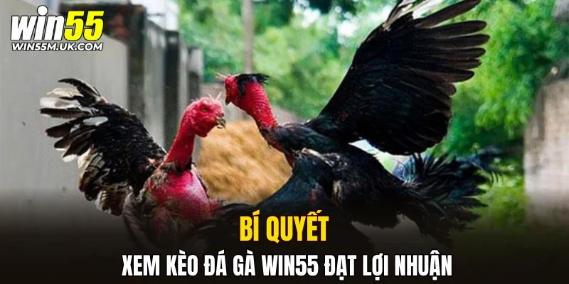 Bí quyết xem kèo đá gà WIN55 đạt lợi nhuận