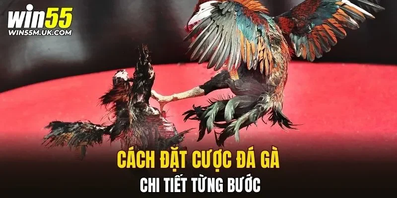 Cách đặt cược đá gà chi tiết từng bước