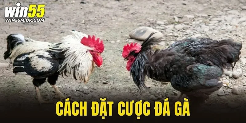 cách đặt cược đá gà