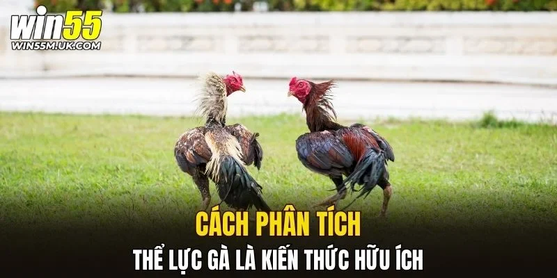 Cách phân tích thể lực gà là kiến thức hữu ích