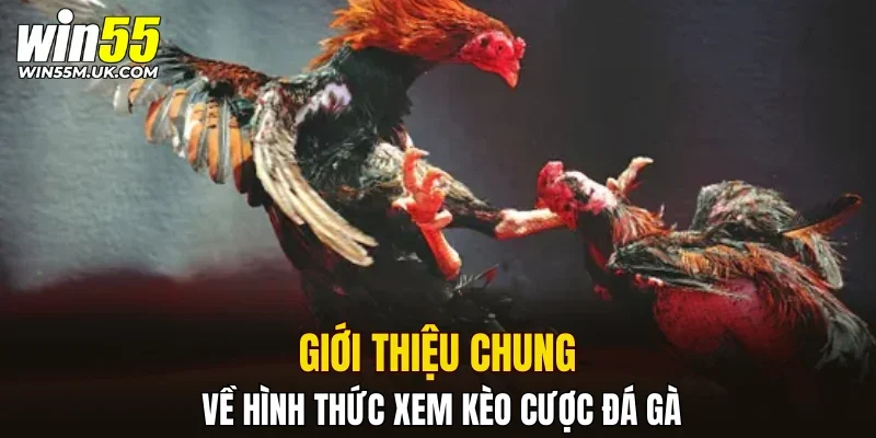 Giới thiệu chung về hình thức xem kèo cược đá gà