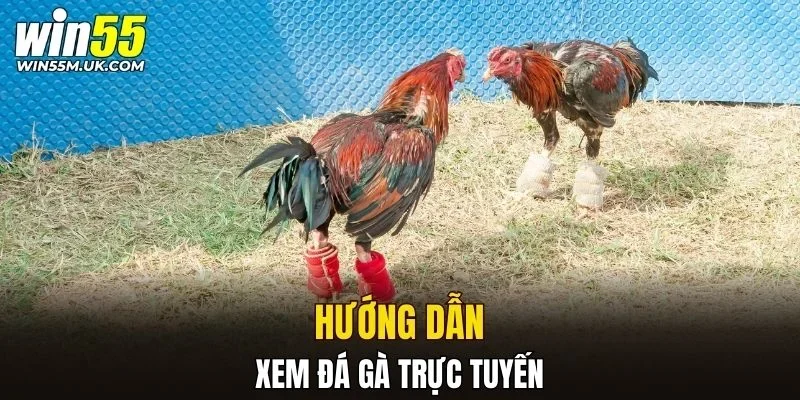 Hướng dẫn xem đá gà trực tuyến