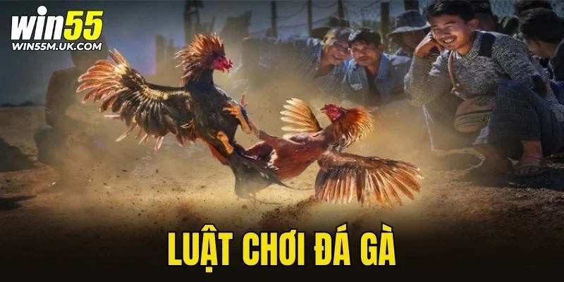 Luật chơi đá gà