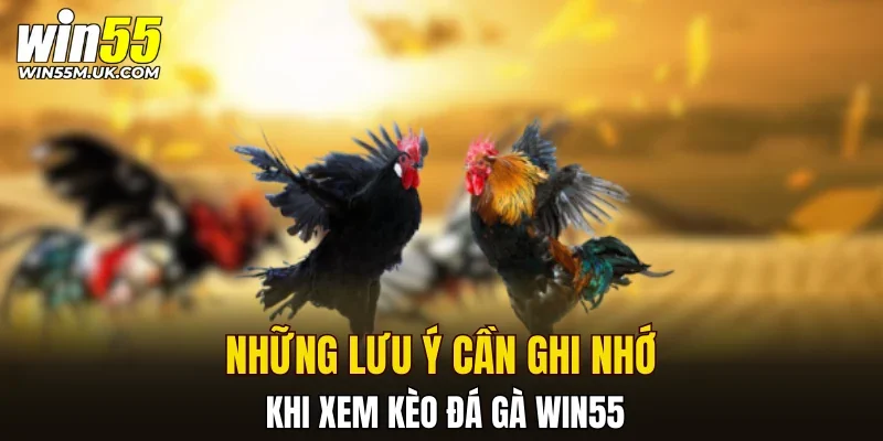 Những lưu ý cần ghi nhớ khi xem kèo đá gà WIN55