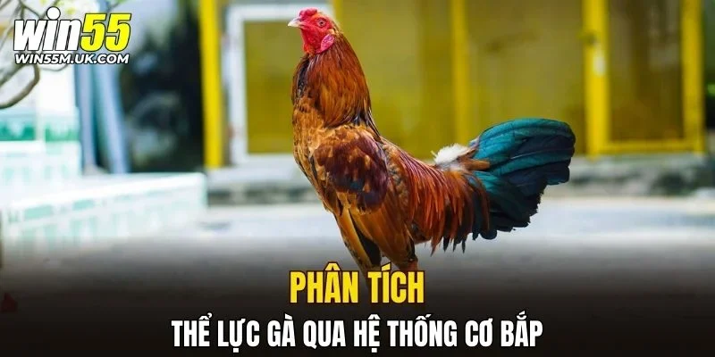 Phân tích thể lực gà qua hệ thống cơ bắp
