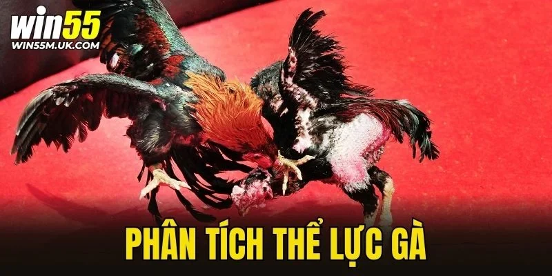 Phân tích thể lực gà