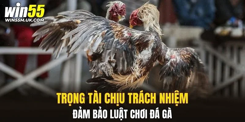 Trọng tài chịu trách nhiệm đảm bảo luật chơi đá gà
