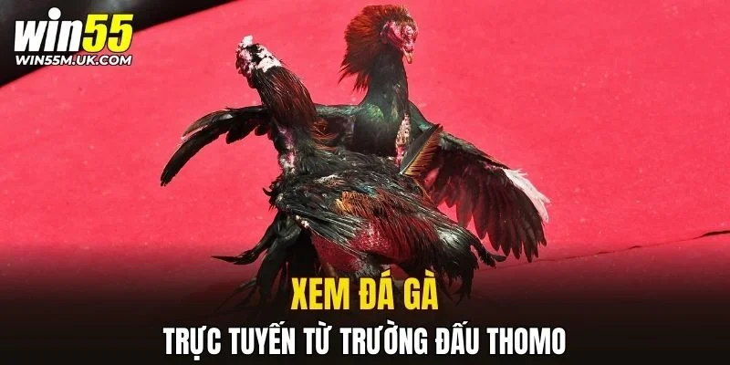 Xem đá gà trực tuyến từ trường đấu Thomo