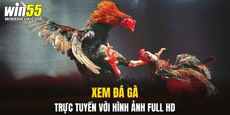 Xem đá gà trực tuyến với hình ảnh full HD