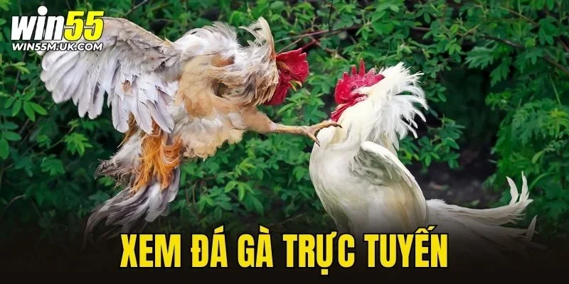 Xem đá gà trực tuyến