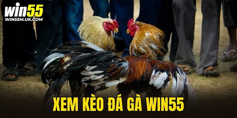 xem kèo đá gà WIN55